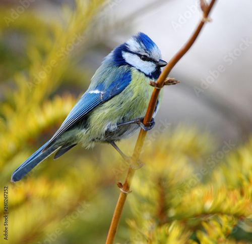 Blue tit on branch © Rmj