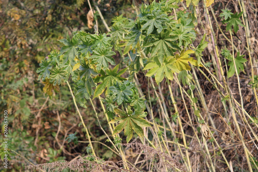 Obraz premium Garden 