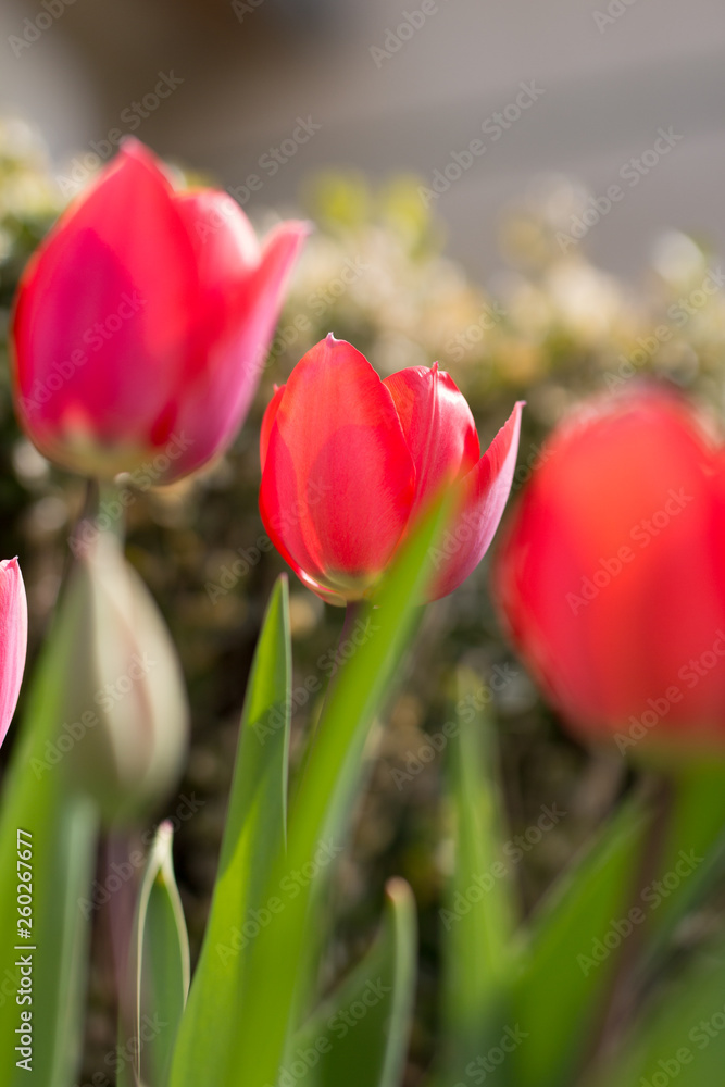 Fototapeta premium tulips in home-garden countryside 