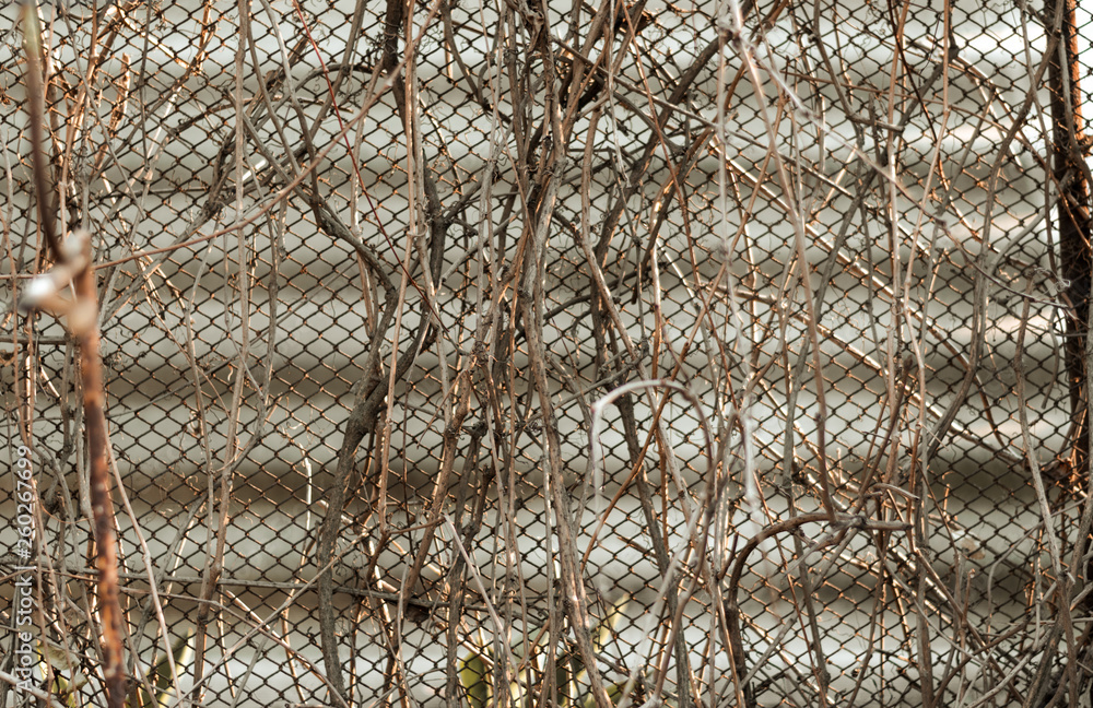 Metal mesh covered with dry climbing plant Metal mesh covered with dry climbing plant