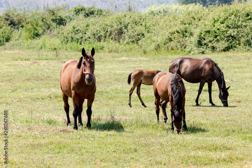 Herd of horses grazing on a mountain meadow (Epirus, Greece)