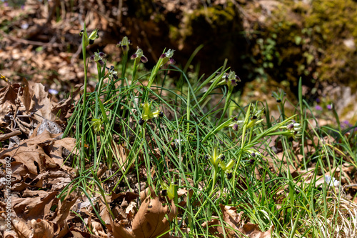 The wild iris (Iris tuberosa) with yellow flowers grows in its natural habitat.