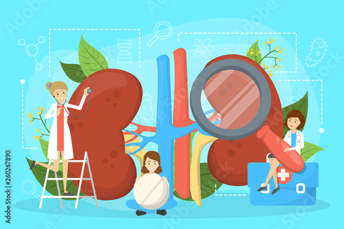 Doctor make kidney examination. Idea of medical