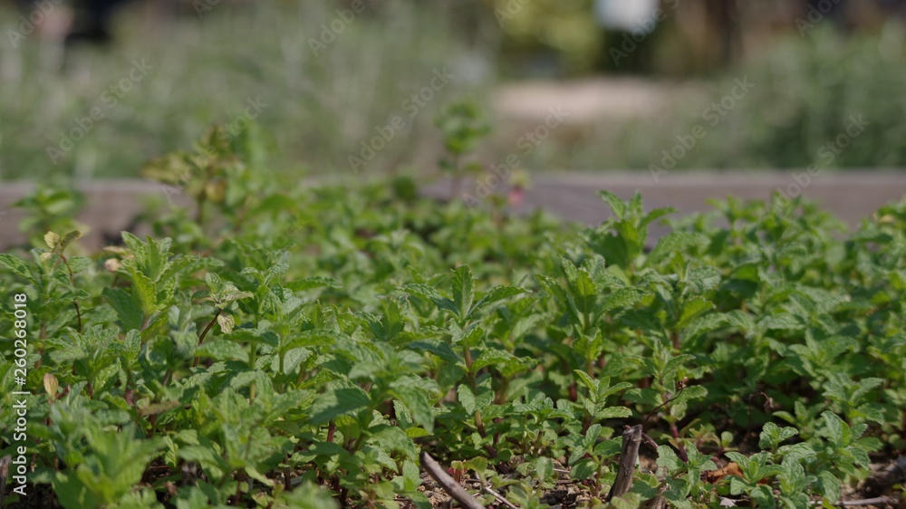 香草 香草
