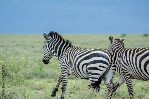 Zebra in National park Manyara Tanzania