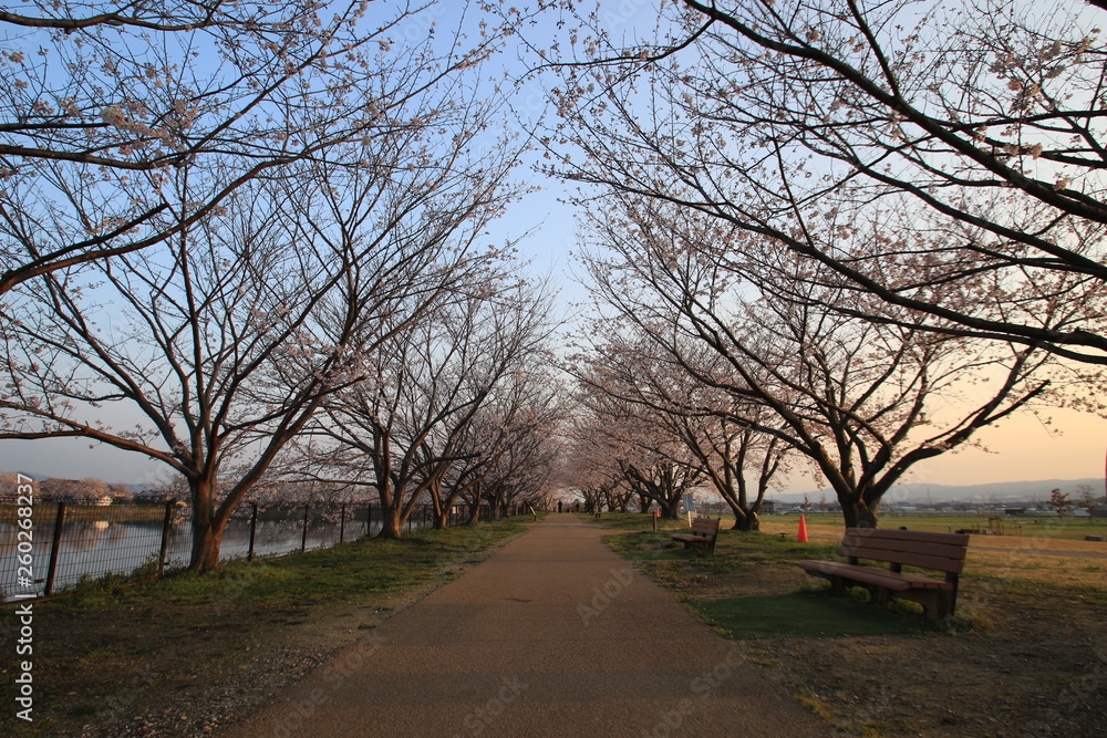 鍵唐古遺跡の楼閣と桜