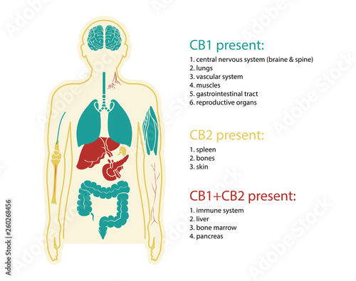 human endocannabinoid system with CBD1 & CBD2