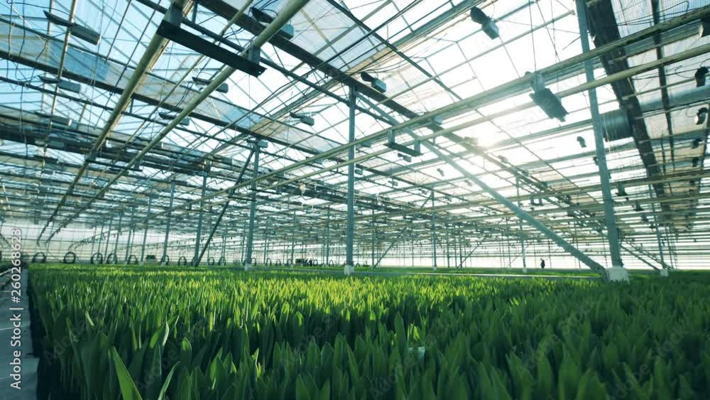 Tulips grow in rows in flowers beds in a glasshouse. Tulips grow in rows in flowers beds in a glasshouse.