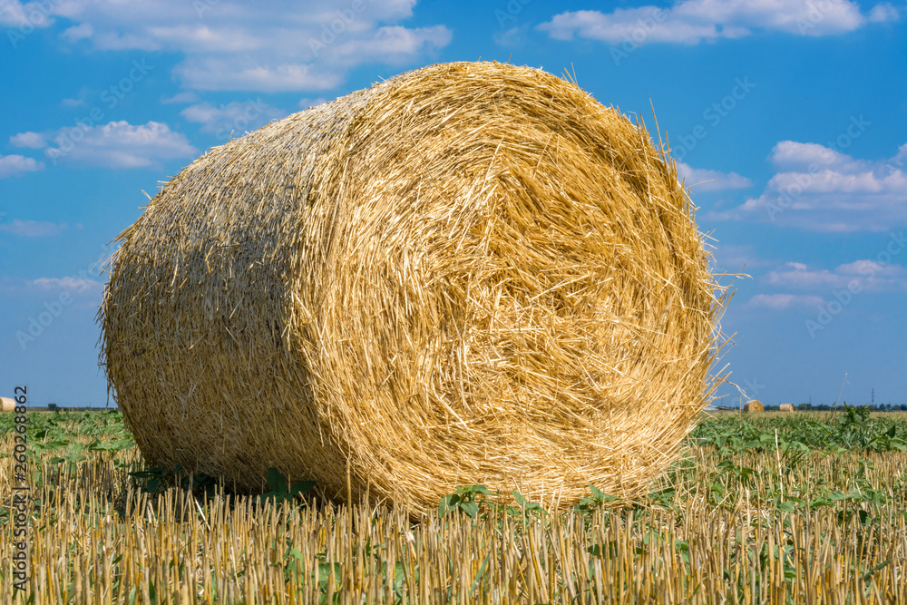 Hay roll closeup on the field, after harvesting wheat or rye against the blue sky with clouds, summer day. Space for text. Copy space. Hay roll closeup on the field, after harvesting wheat or rye against the blue sky with clouds, summer day. Space for text. Copy space.