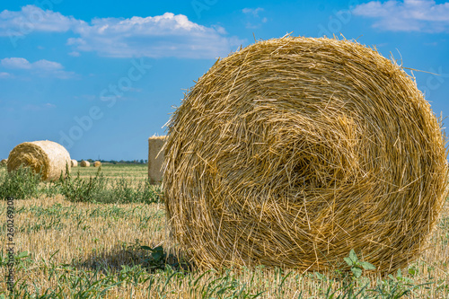 Rolls of hay on the field after the harvest of wheat, rye against the background of blue sky with clouds, summer day. Space for text. Copy space.