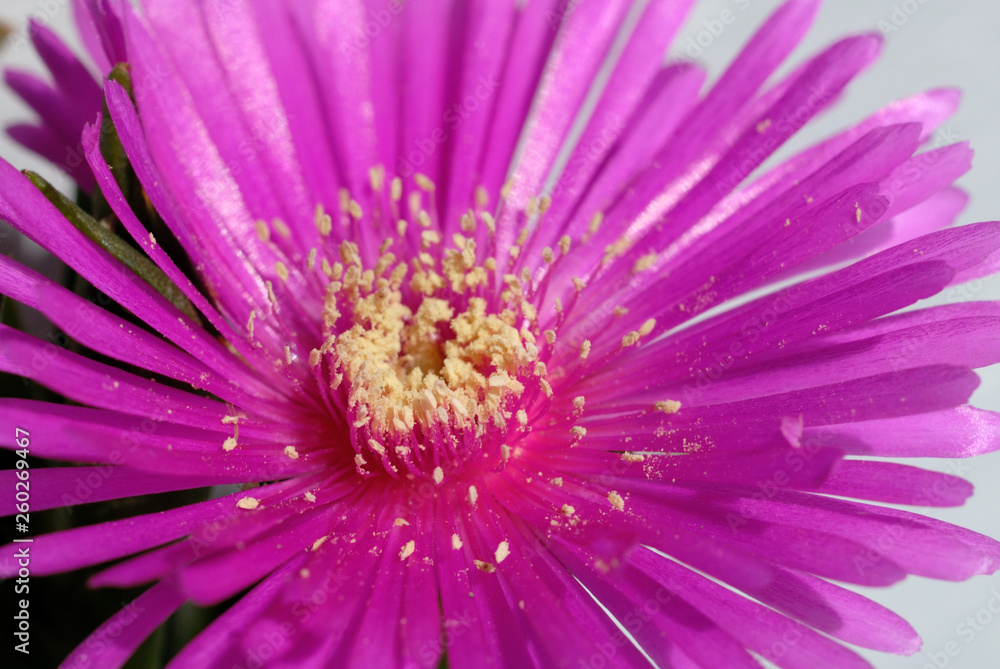 Daisy in the garden in early spring closeup. Shallow depth of field Daisy in the garden in early spring closeup. Shallow depth of field