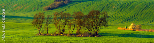 Spring rural landscape,rolling green hills-panorama