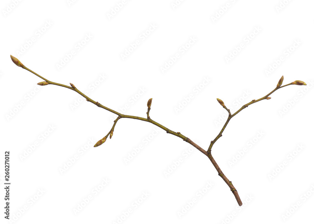 Fototapeta premium Single tree branch with young green spring leaves, isolated on white background. Stick tree branch from nature for design.