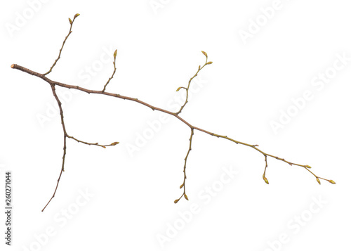 Single tree branch with young green spring leaves  isolated on white background. Stick tree branch from nature for design.