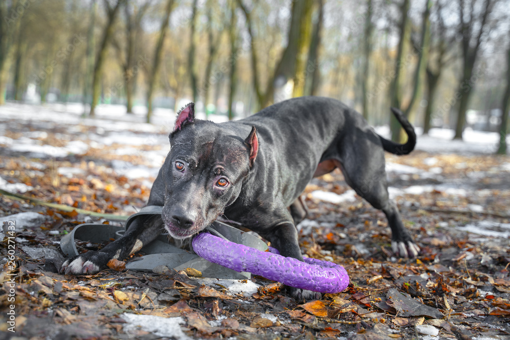 Cute American pit bull  terrier dog hold puller toy in teeth for a walk in the park