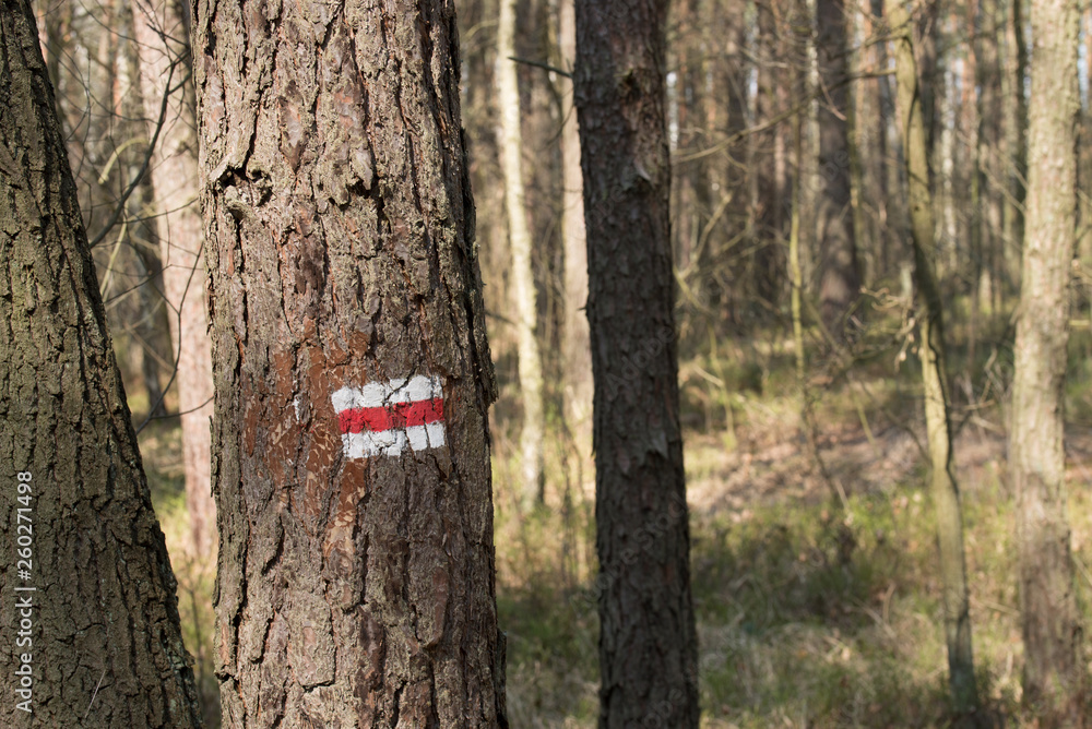 Fototapeta premium route sign painted on tree in forest