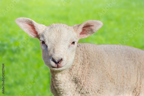 Close up portrait of one newborn white  lamb
