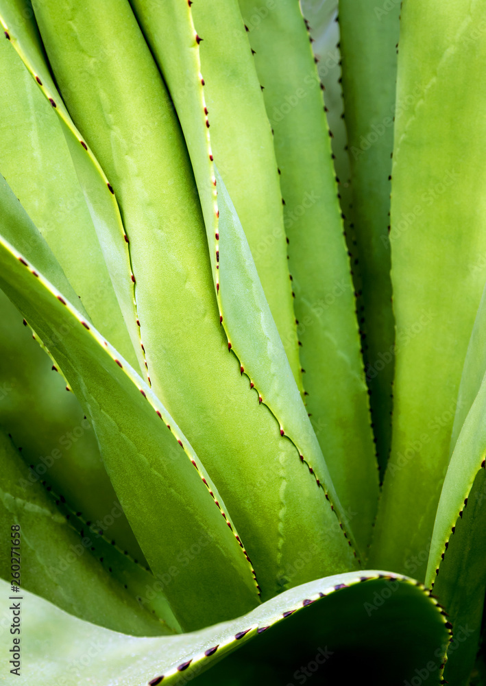 Succulent plant close-up, thorn and detail on leaves of Agave plant Succulent plant close-up, thorn and detail on leaves of Agave plant