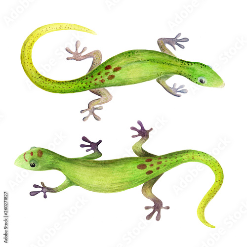Photo watercolor illustration of two green geckos on white background isolated
