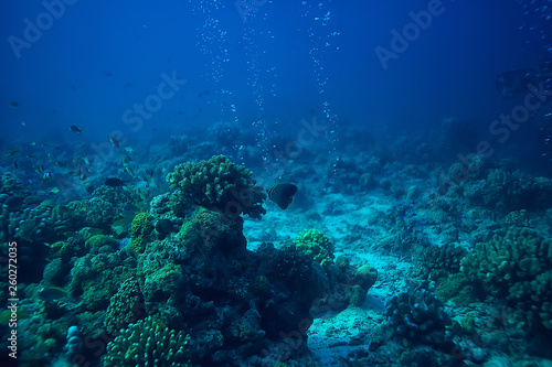 coral reef underwater   sea coral lagoon  ocean ecosystem