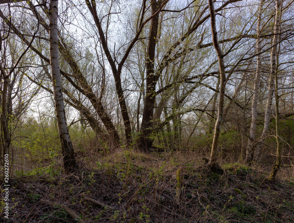 Weiden im Frühjahr