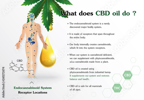 what does CBD oil do and human endocannabinoid system is infographic on white background.