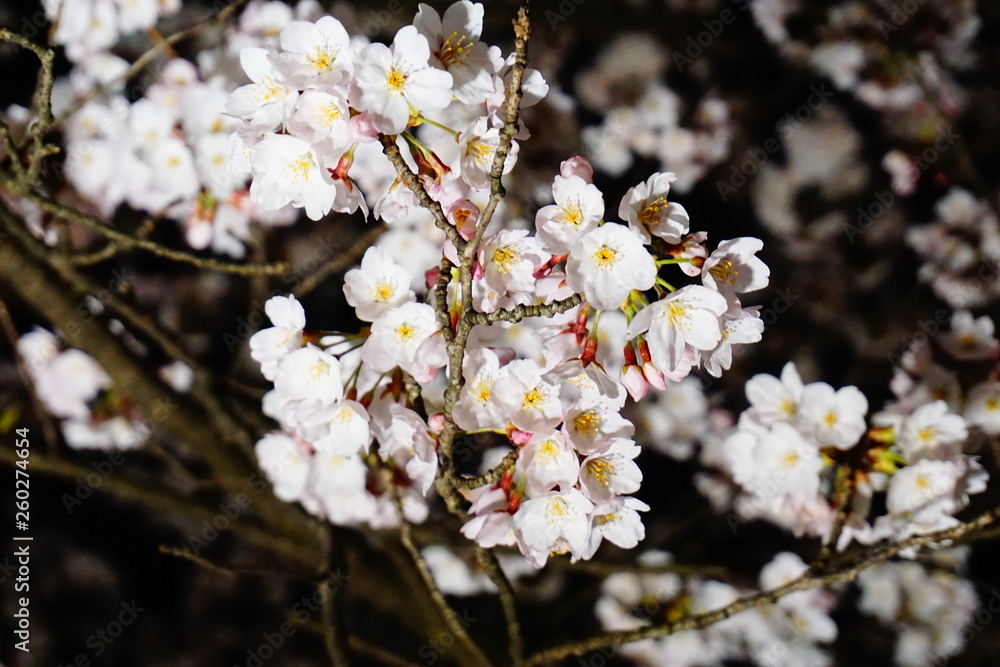 Fototapeta premium 夜桜
