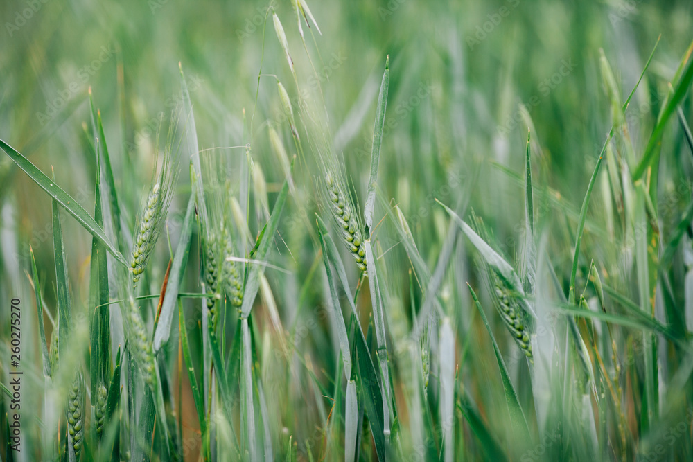 Wheat Field Close up