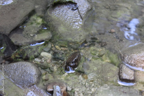 mountain crab