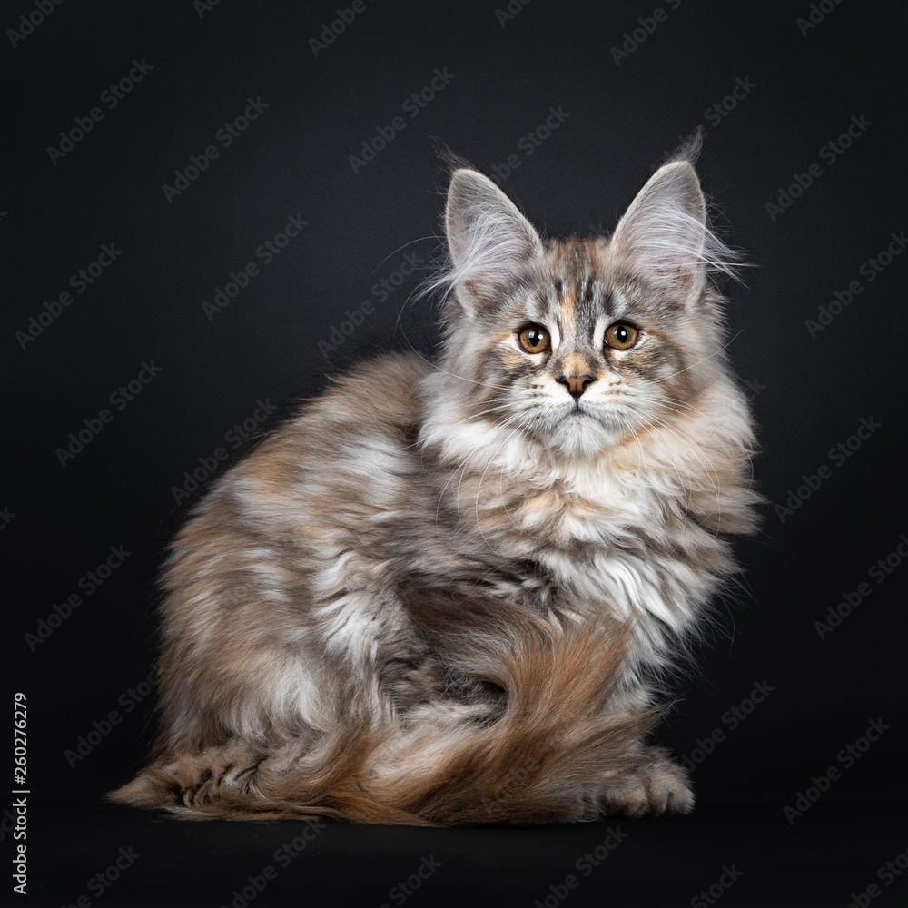 Excellent silver tortie Maine Coon cat kitten, sitting side ways. Looking towards camera with brown eyes. Isolated on a black background. Tail curled around body.