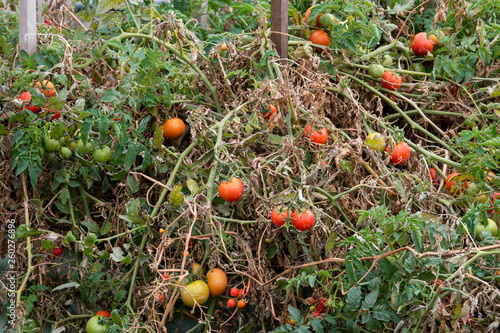 Tomato on Vine