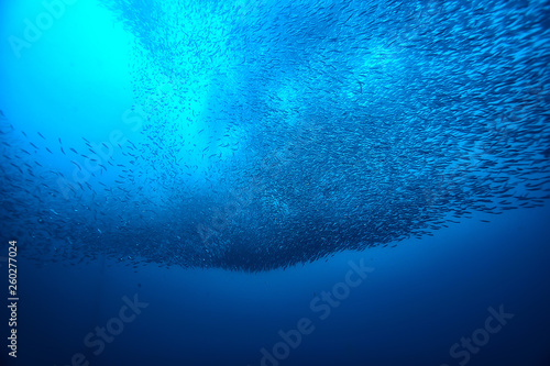 Fotografie underwater world / blue sea wilderness, world ocean, amazing underwater