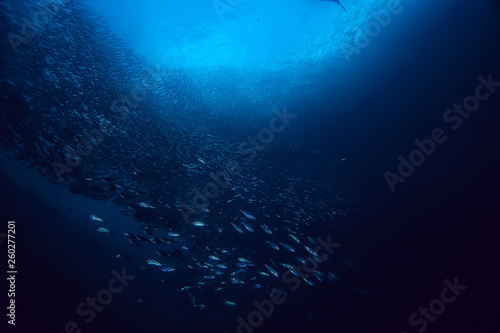 lot of small fish in the sea under water / fish colony, fishing, ocean wildlife scene © kichigin19