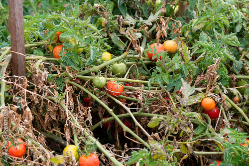 Tomato on Vine