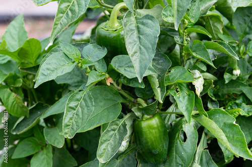 Capsicum