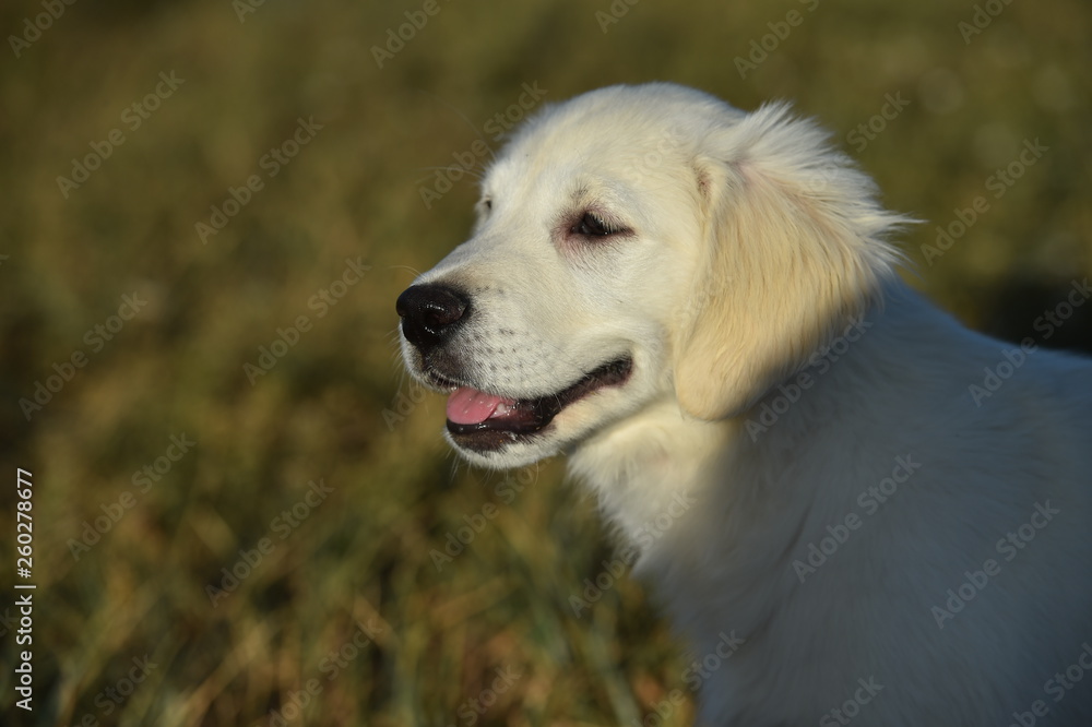 perro labrador perro labrador