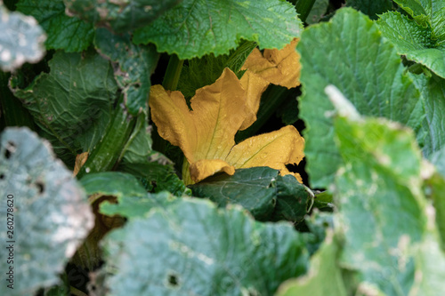 Zucchini Flower