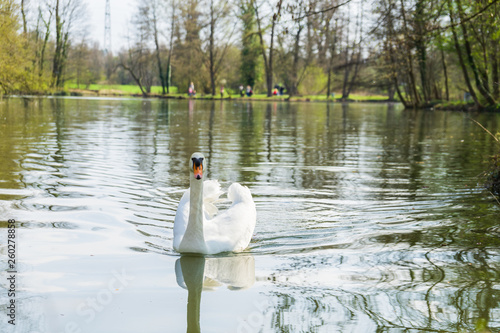 Swan on a lake