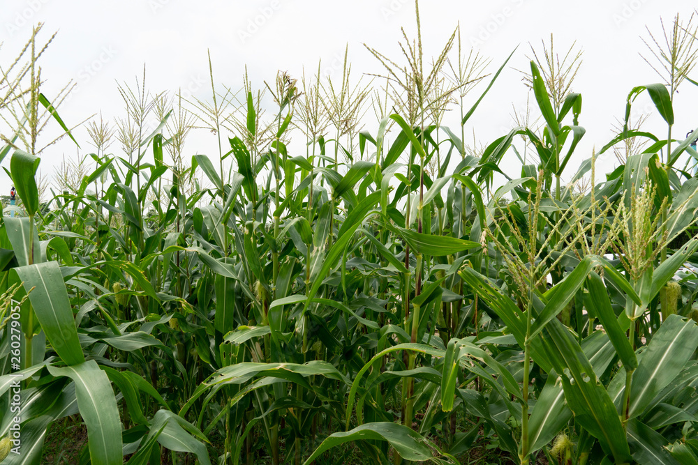 Nature Agricultural Green Corn farm. Nature Agricultural Green Corn farm.