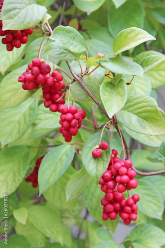 Ripe fruits of red schizandra with green leaves