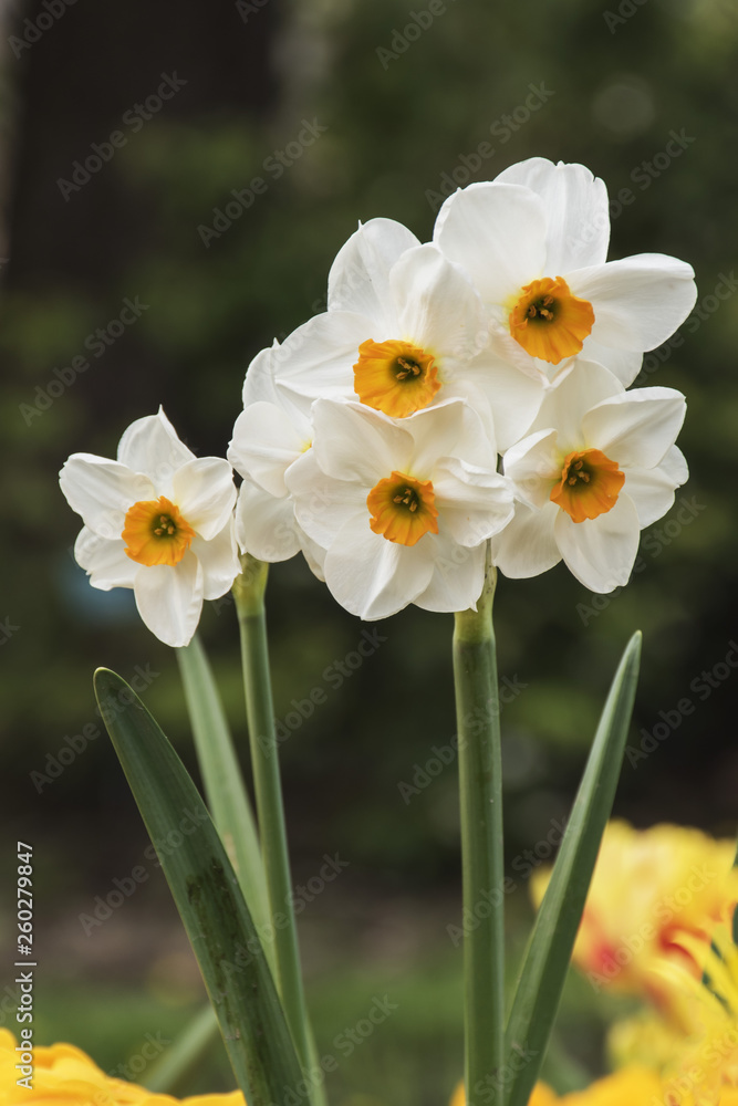 Jonquilles blanches Jonquilles blanches