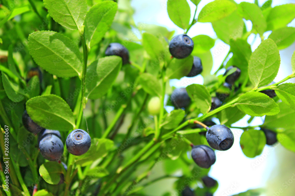 Ripe berries of bilberry grow in forest. Harvesting whortleberries Ripe berries of bilberry grow in forest. Harvesting whortleberries