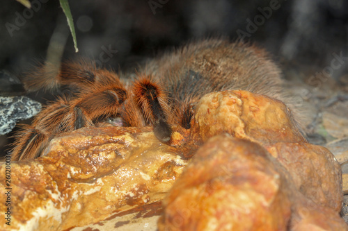 Close up legs Tarantula spider, Brachypelma Boehmei
