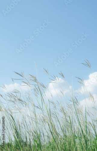 grass flowers on the blue sky background in soft and pastel color tone