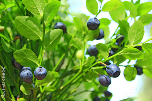 Slika na platnu Ripe berries of bilberry grow in forest