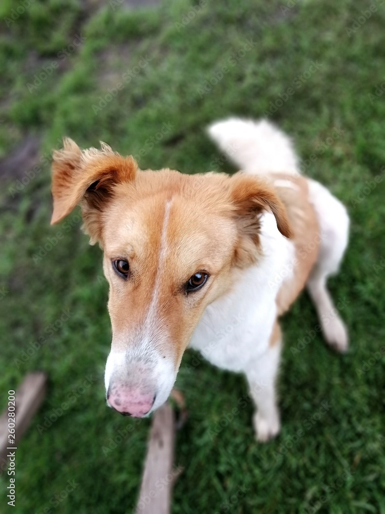 cachorro día de campo 