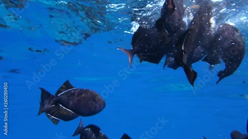 Underwater: Shoal of Black Triggerfish Being Fed in Deep Blue Water in Big Island, Hawaii photo