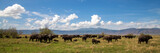 herd of buffaloes grazing in a Ngorongoro crater national park