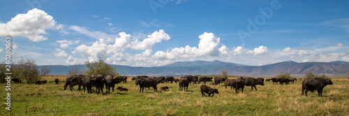 Fototapeta Naklejka Na Ścianę i Meble -  herd of buffaloes grazing in a Ngorongoro crater national park