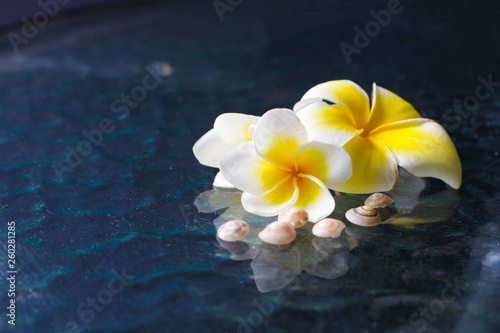 Three flowers of Plumeria and seashells on a glass table © Lyudmila